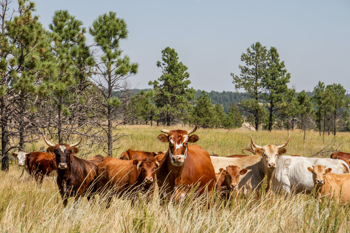 Differences Between Organic, Grass Fed, and Free Range Beef
